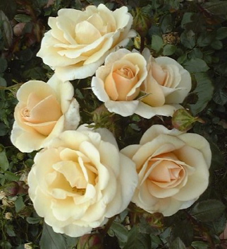 Desert Island (Rose)