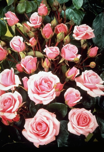 Diadem (Rose)