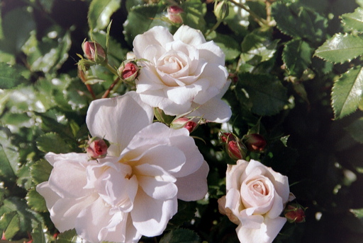 Diamond (Rose)