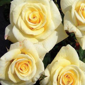 Diamond Days Forever (Rose)