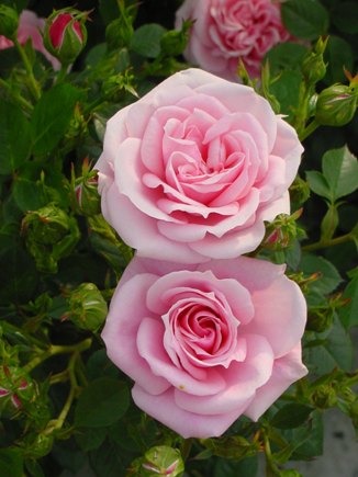 Diamond Wishes (Rose)