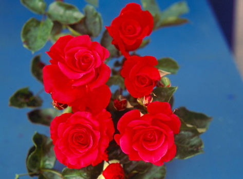 Dizzy Heights (Rose)