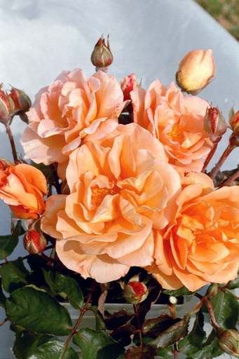 Doris Tysterman (Rose)