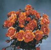 Dorothy (Rose)