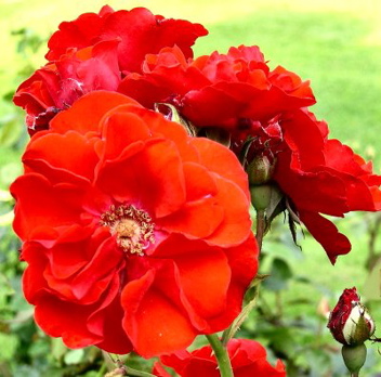 Dorothy Wheatcroft (Rose)