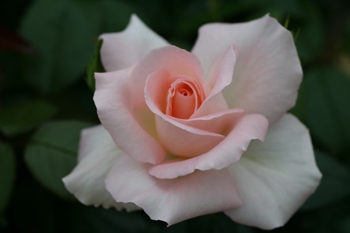 Dorothy House (Rose)