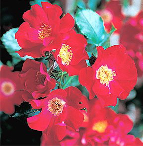 Dortmund (Rose)