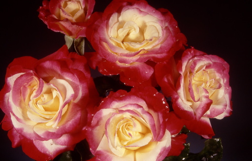 Double Delight (Rose)