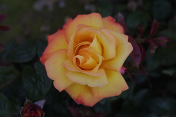 Dr Goldberg (Rose)