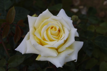 Dr John Snow (Rose)