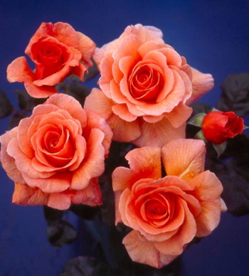 Dr Jo (Rose)