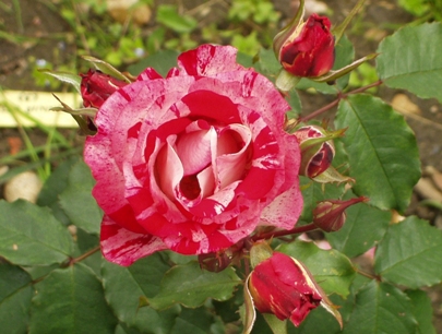 Drama Queen (Rose)