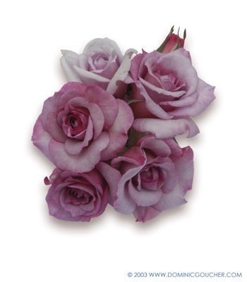 Dream Lover (Rose)