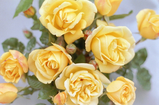 Dreaming Spires (Rose)