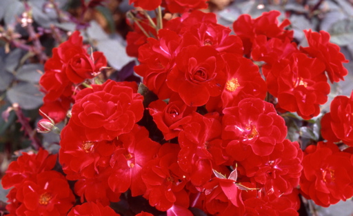Drummer Boy (Rose)