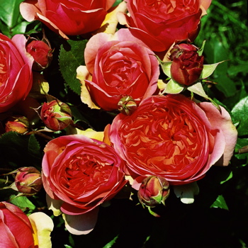 Duchess Of Cornwall (Rose)