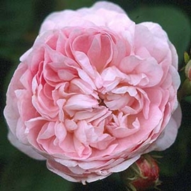 Duchesse De Montebello (Rose)