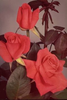 Duke Of Windsor (Rose)