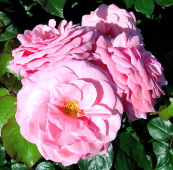 Dusty Springfeild (Rose)