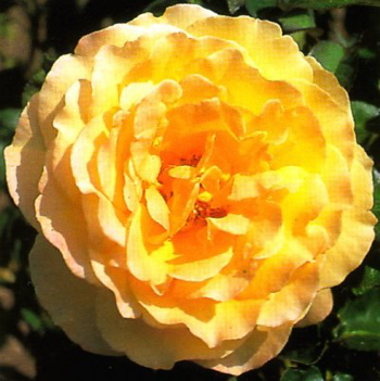 Dutch Gold (Rose)