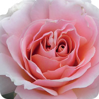 East Park (Rose)