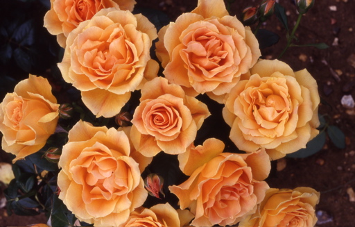 Easy Going (Rose)