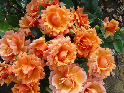 Easy Does It (Rose)