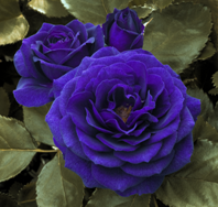 Ebb Tide (Rose)