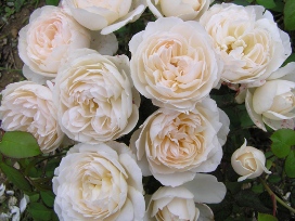 Eden's Apricot Blaise (Rose)