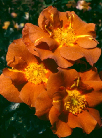 Edith Holden (Rose)