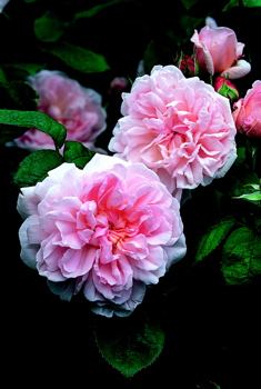 Eglantyne (Rose)