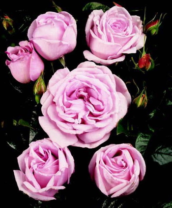 Eleanor (Rose)