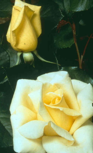 Elina (Rose)