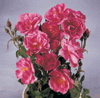 Elizabeth (Rose)