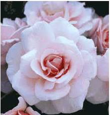 Elizabeth Casson (Rose)