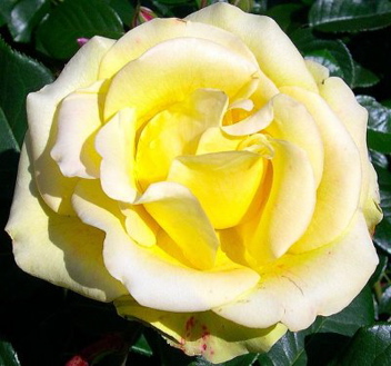Ellinor Le Grice (Rose)