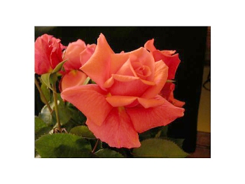 Eloise (Rose)