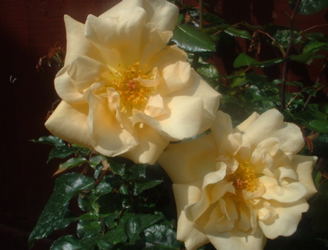 Emily Gray (Rose)