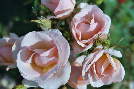 Empress Michiko (Rose)