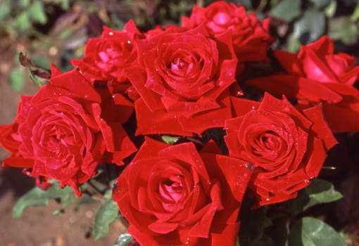Ena Harkness (Rose)