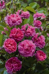 England's Rose (Rose)