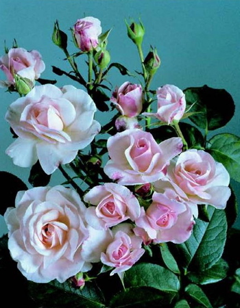 English Miss (Rose)