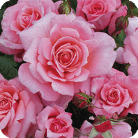 Equity (Rose)