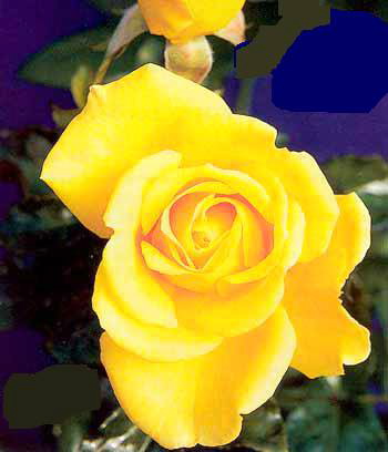 Especially For You (Rose)