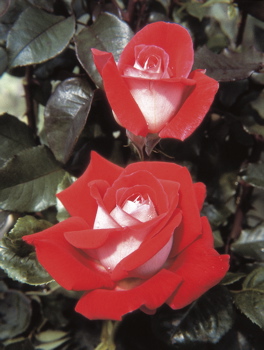 Eternally Yours (Rose)