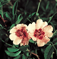 Euphrates (Rose)