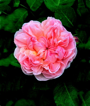 Evelyn (Rose)