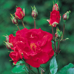 Evelyn Fison (Rose)