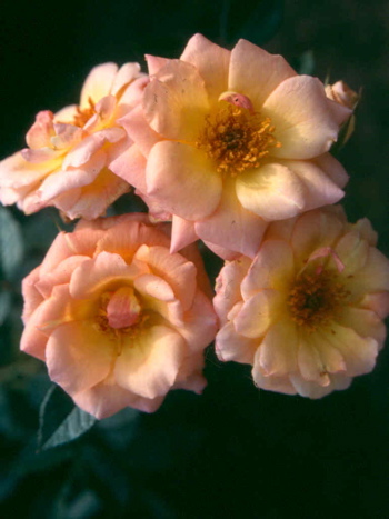 Evening Light (Rose)