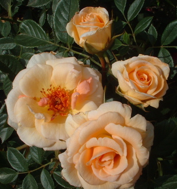 Evening Light (Rose)